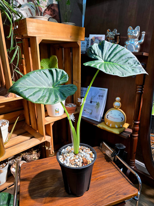 Alocasia regal shields