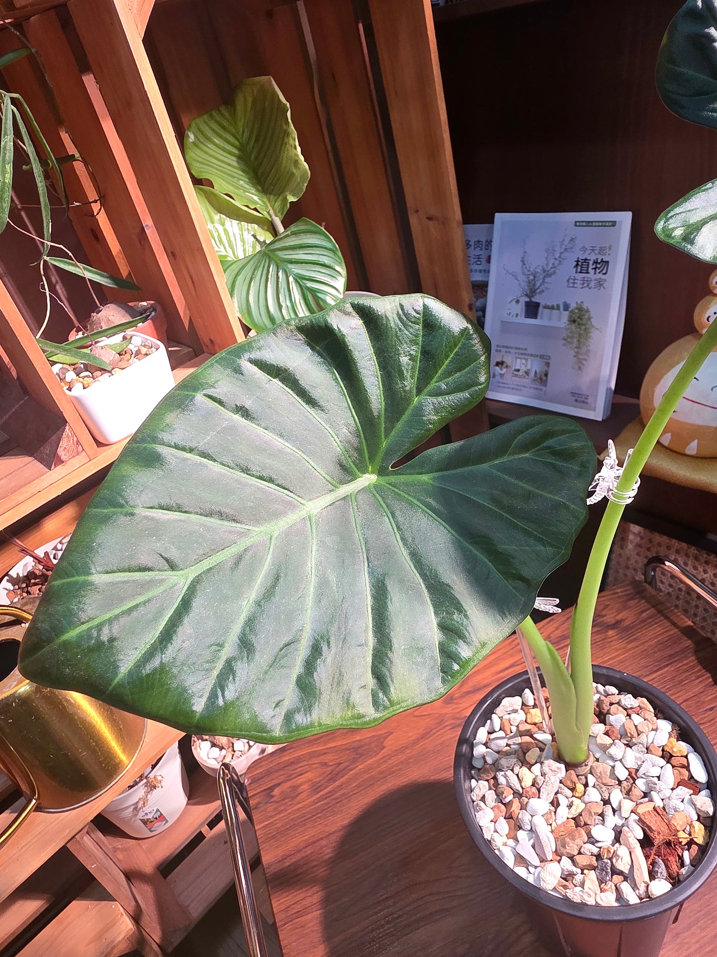 Alocasia regal shields