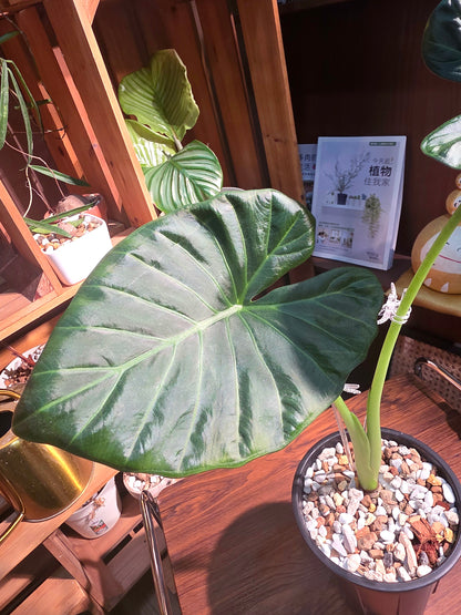 Alocasia regal shields
