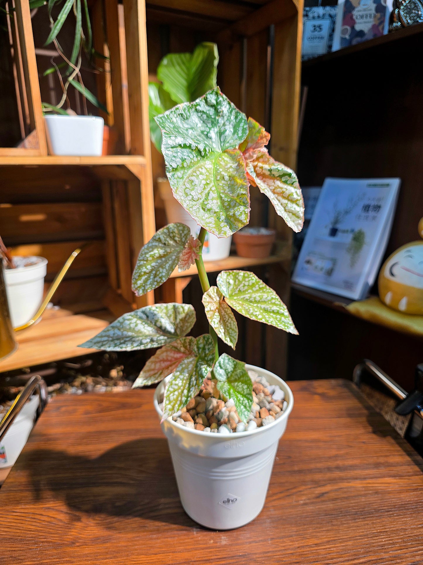 Begonia snow capped variegated 斑葉富士山秋海棠
