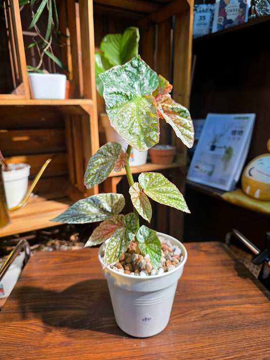 Begonia snow capped variegated 斑葉富士山秋海棠