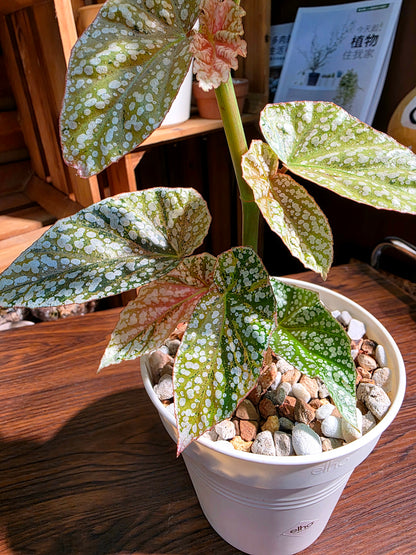 Begonia snow capped variegated 斑葉富士山秋海棠