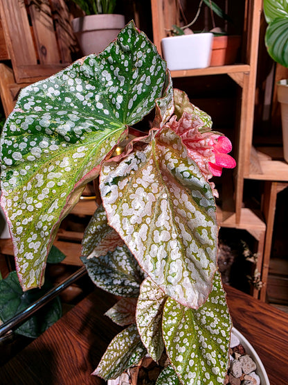 Begonia snow capped variegated 斑葉富士山秋海棠