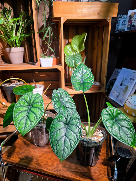 Alocasia dragon scale 龍鱗海芋