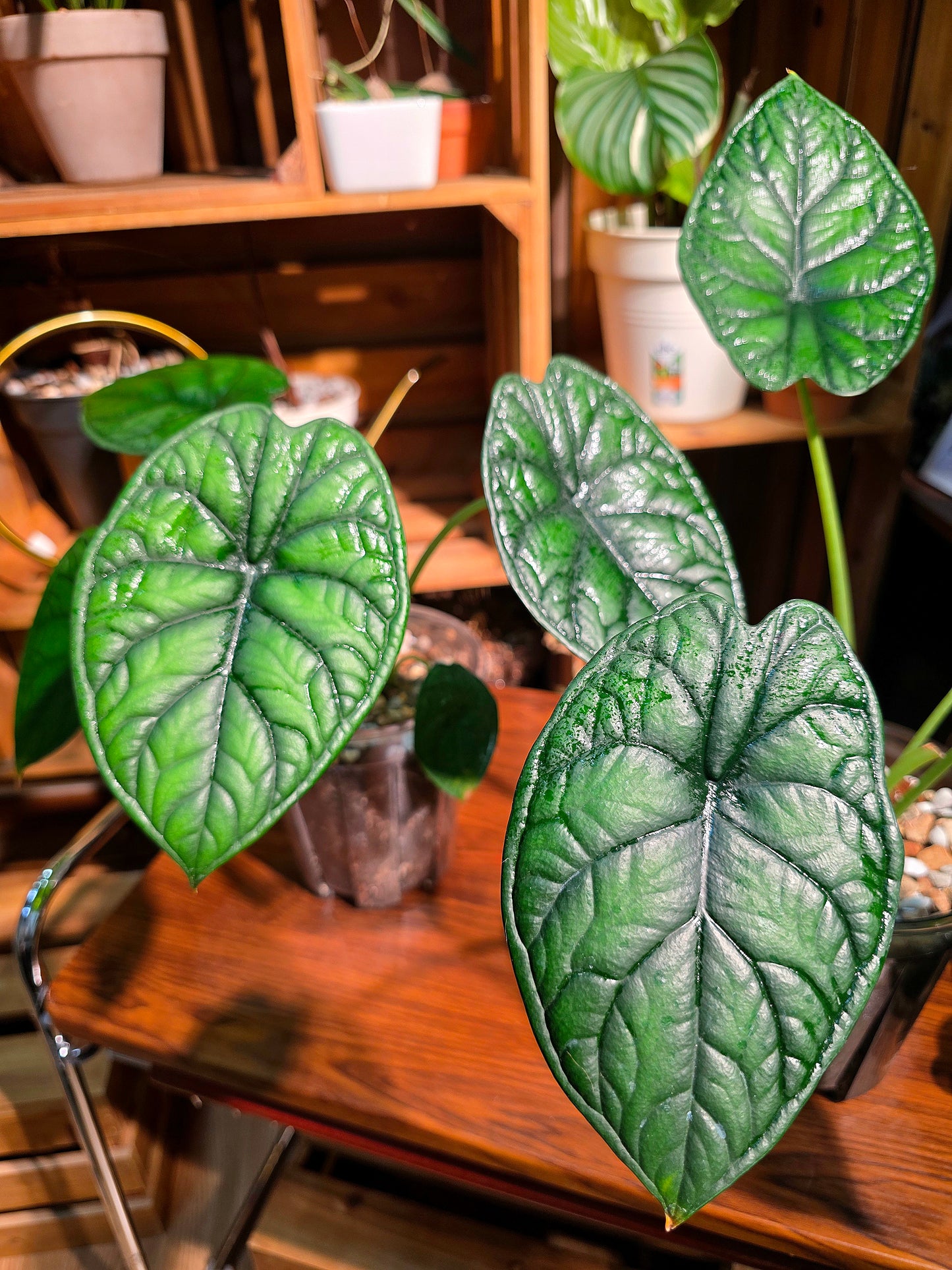 Alocasia dragon scale 龍鱗海芋