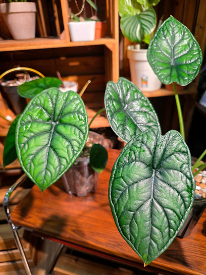 Alocasia dragon scale 龍鱗海芋