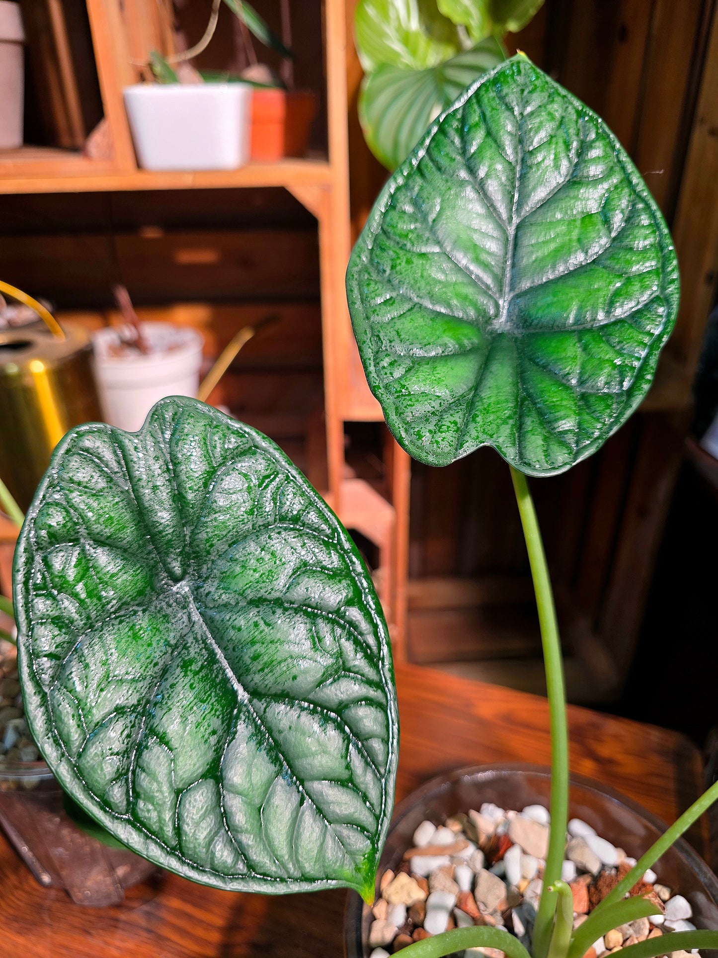 Alocasia dragon scale 龍鱗海芋