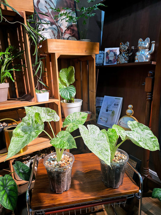 Alocasia odora variegata 松染海芋