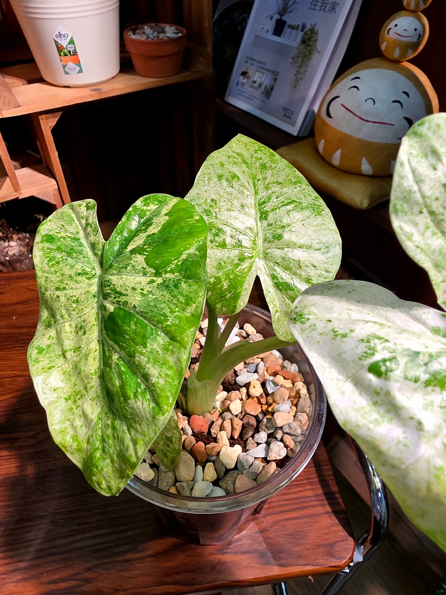 Alocasia odora variegata 松染海芋