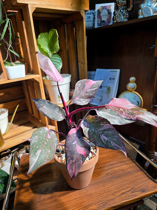 Philodendron pink princess marble 黑櫻桃蔓綠絨