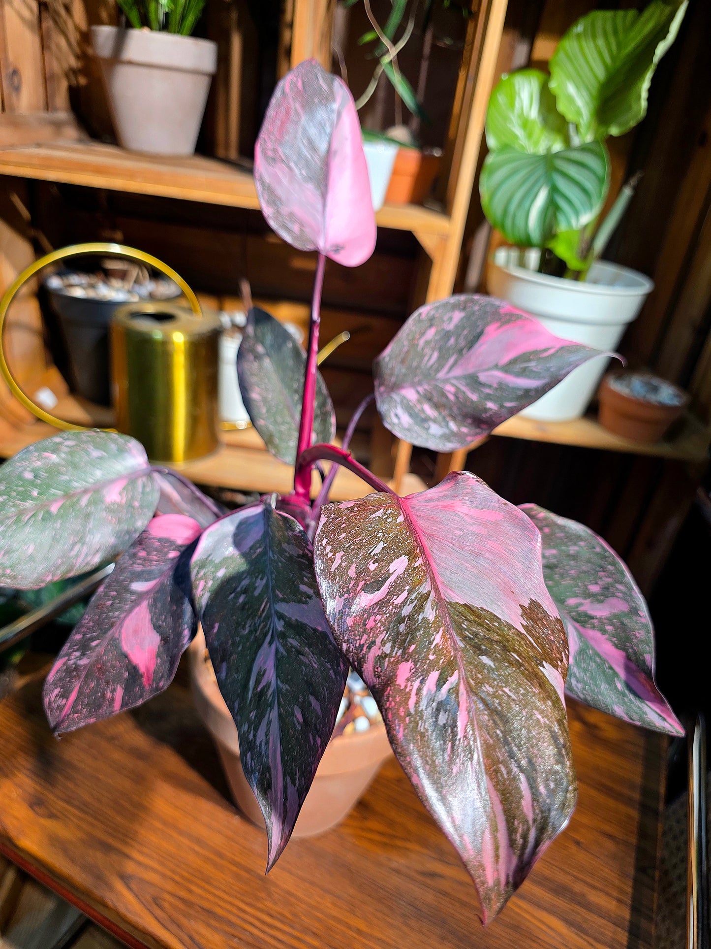 Philodendron pink princess marble 黑櫻桃蔓綠絨