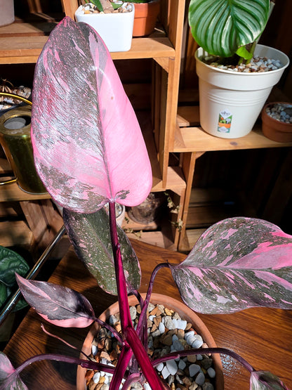 Philodendron pink princess marble 黑櫻桃蔓綠絨