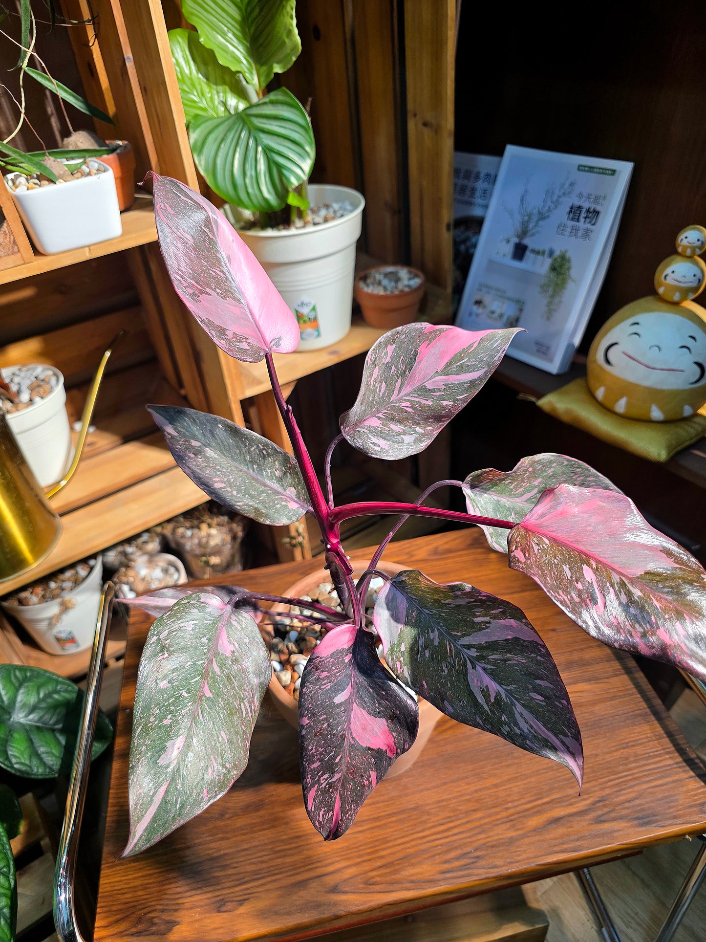 Philodendron pink princess marble 黑櫻桃蔓綠絨