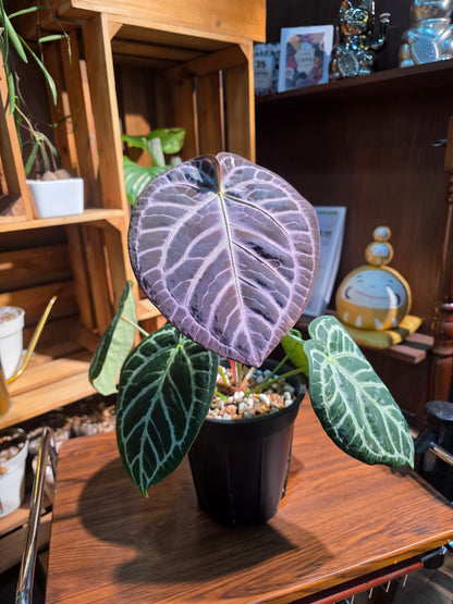 Anthurium red crystallinum x dorayaki