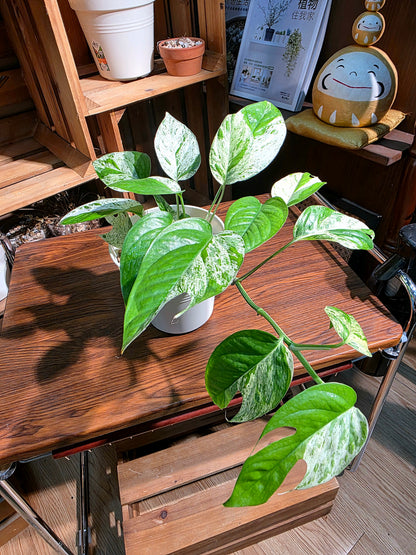 Epipremnum pinnatum variegated mint 薄荷麒麟尾