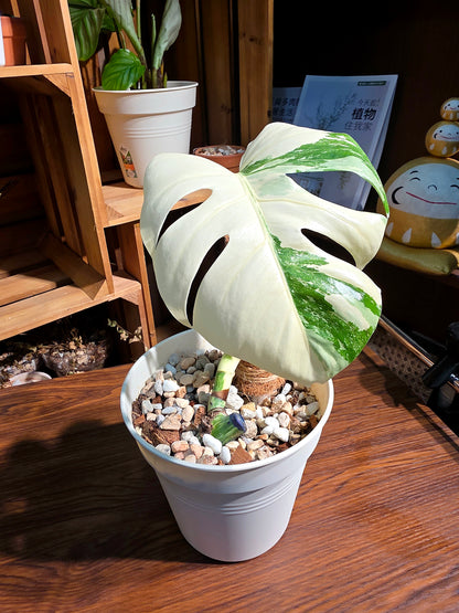 Monstera albo veriagated 白斑龜背竹