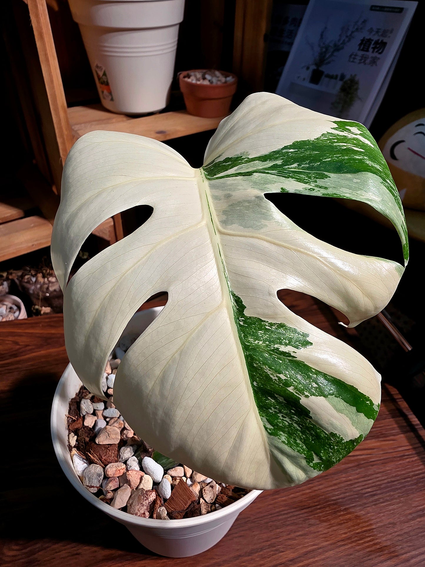 Monstera albo veriagated 白斑龜背竹