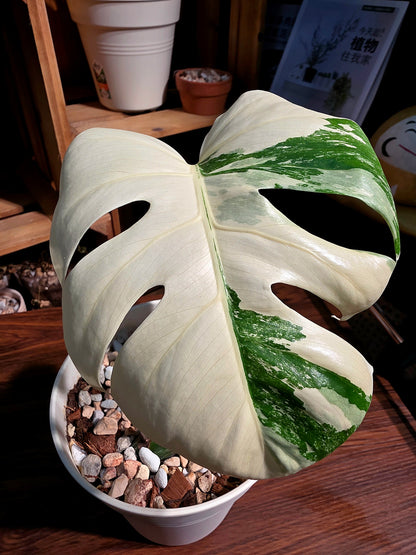 Monstera albo veriagated 白斑龜背竹