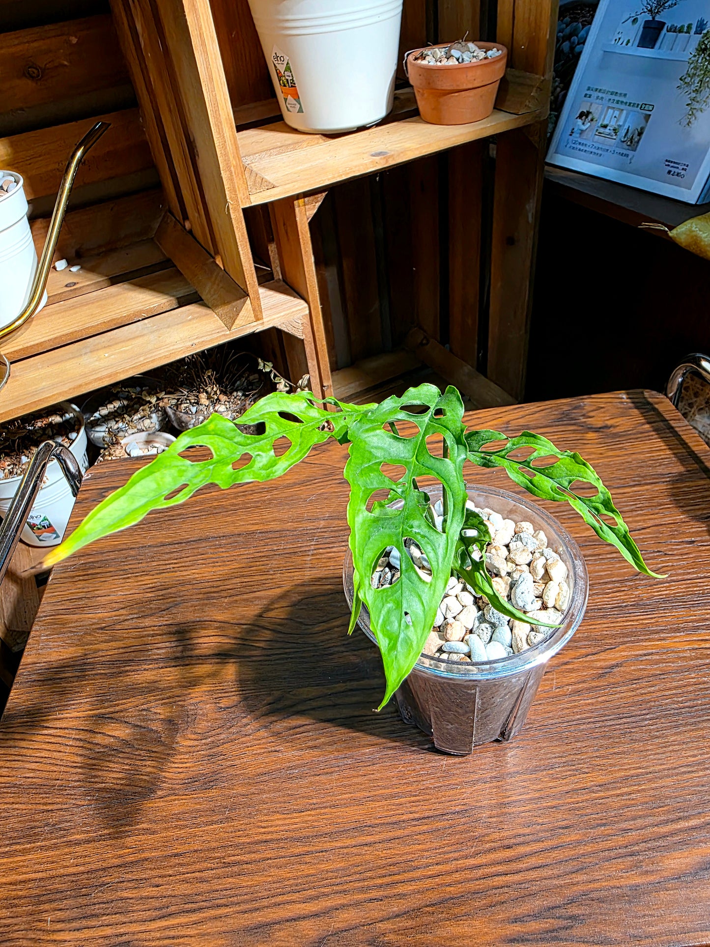Monstera obliqua oeru 斜葉龜背