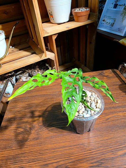 Monstera obliqua oeru 斜葉龜背