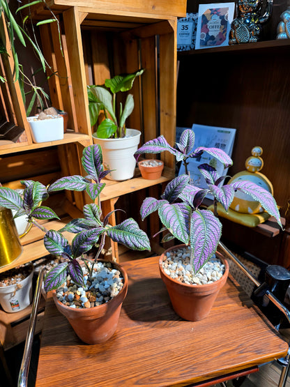 Strovilanthes dyerianus 波斯紅草