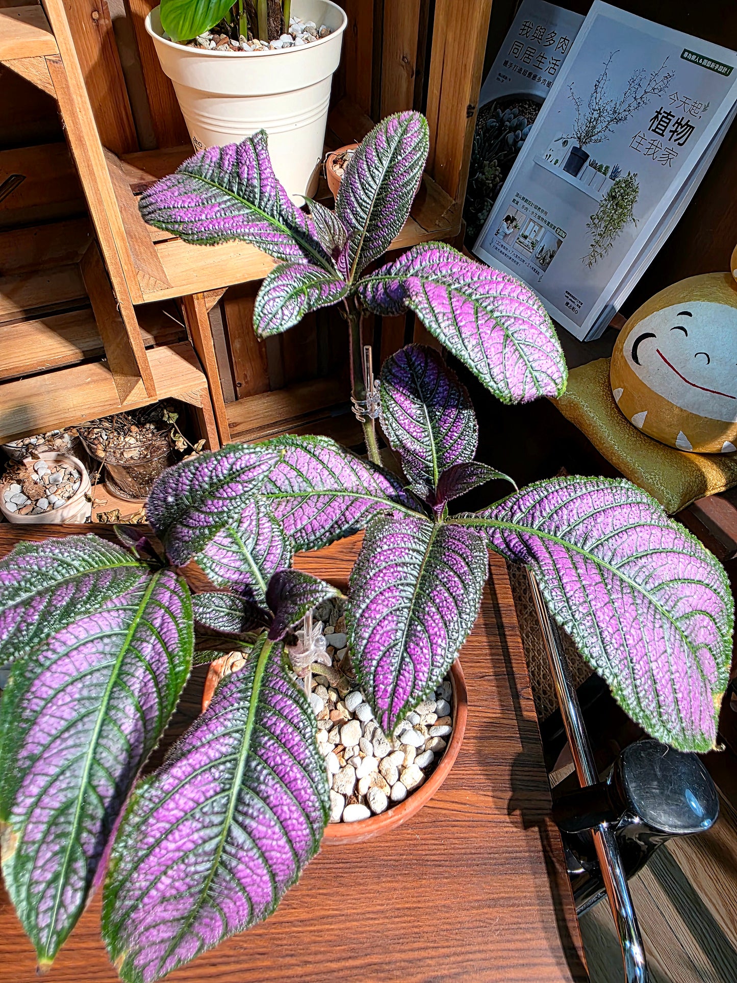 Strovilanthes dyerianus 波斯紅草