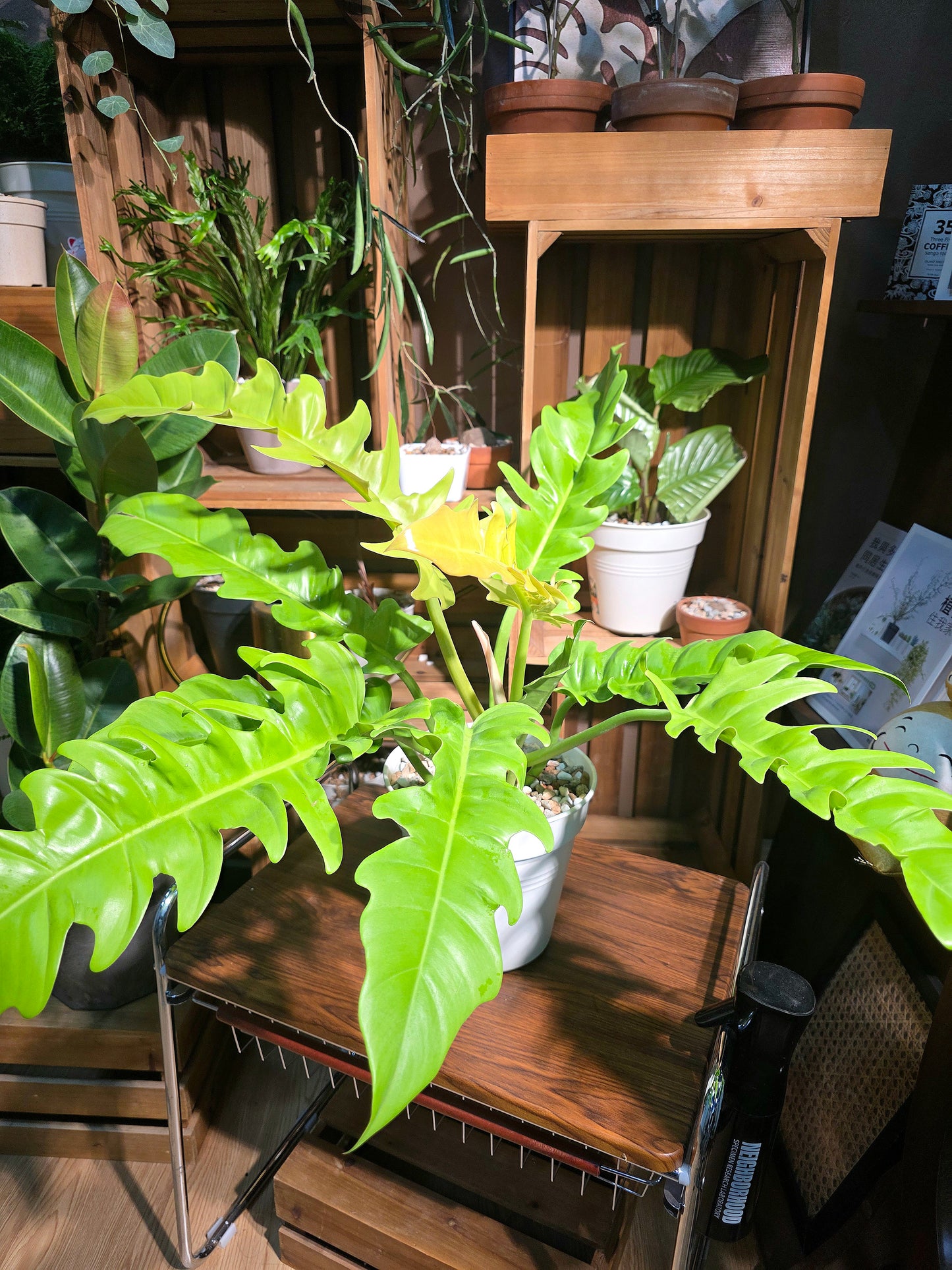 Philodendron golden crocodile 黃金火之戒蔓綠絨