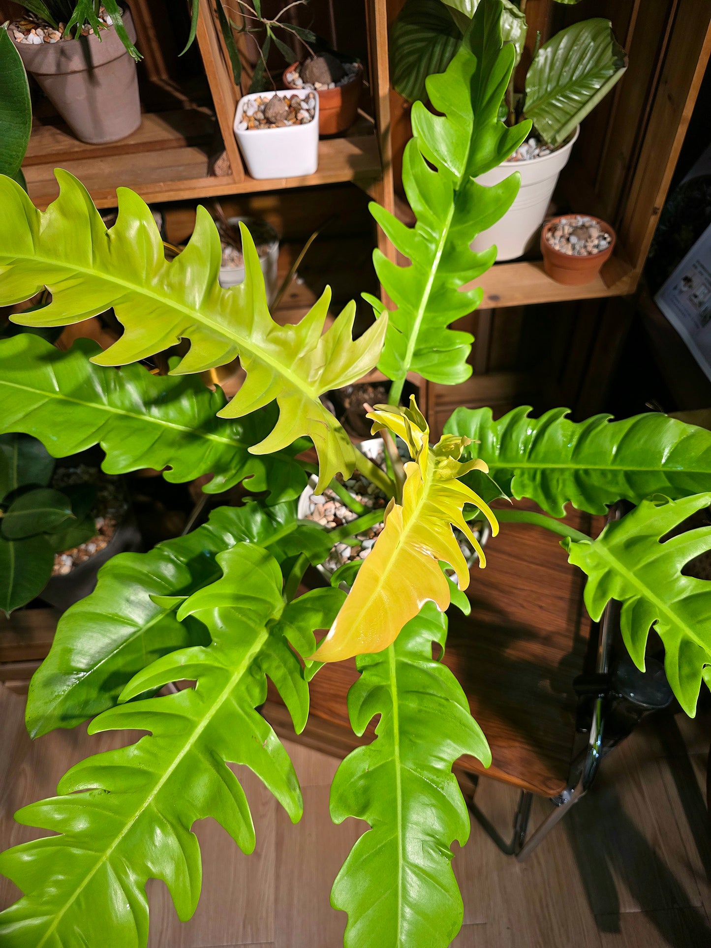 Philodendron golden crocodile 黃金火之戒蔓綠絨