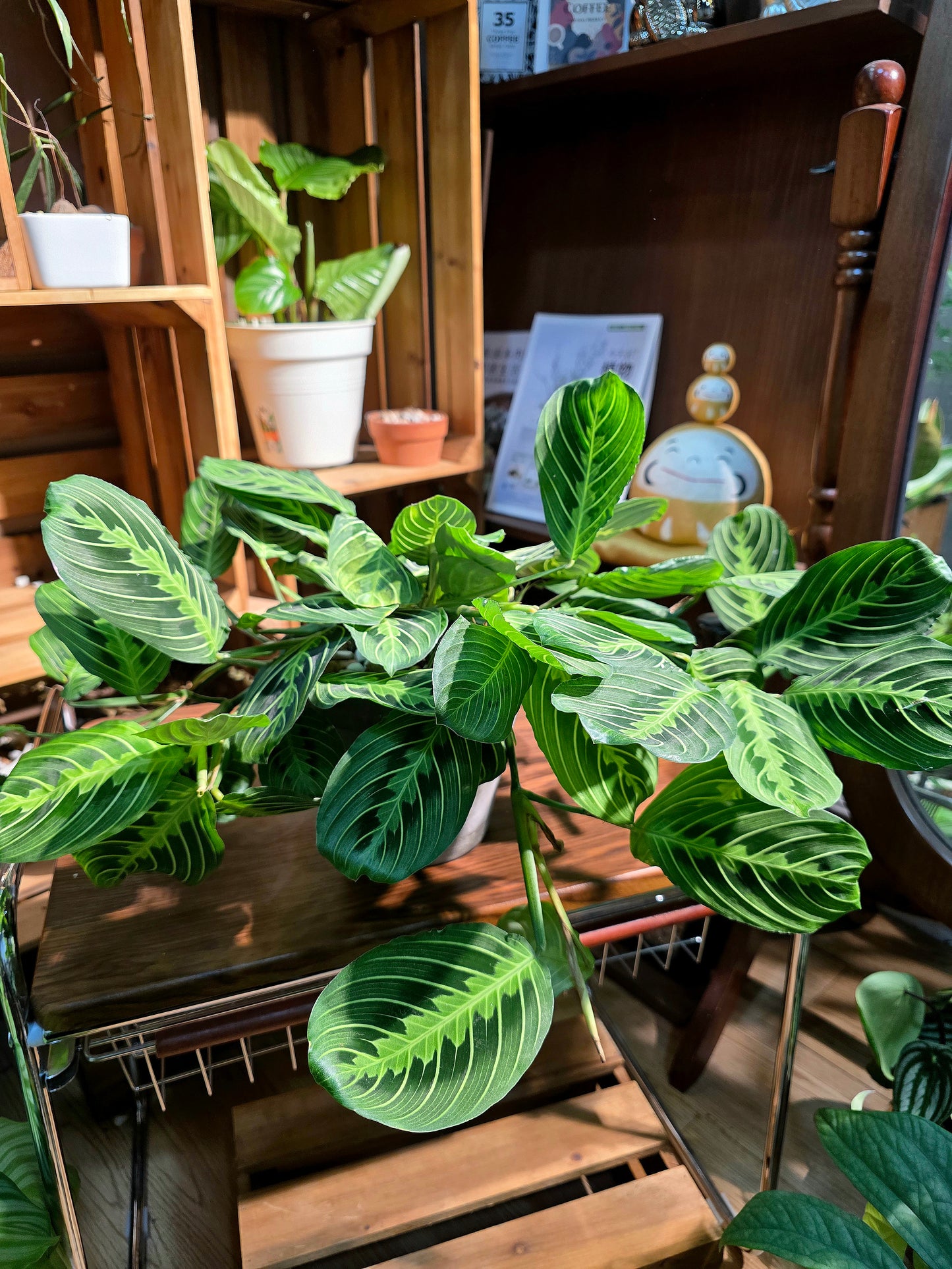 Maranta leuconeura lemon lime 檸檬竹芋