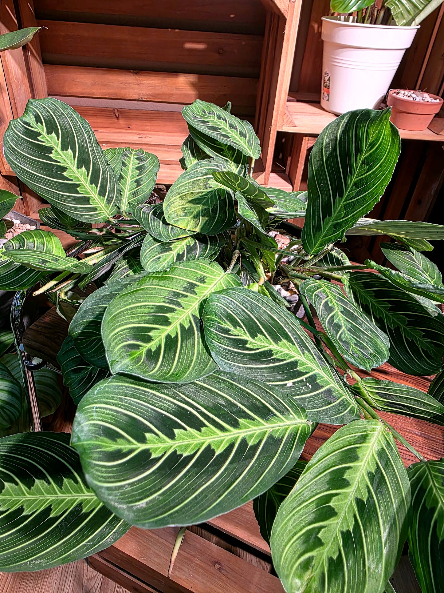 Maranta leuconeura lemon lime 檸檬竹芋