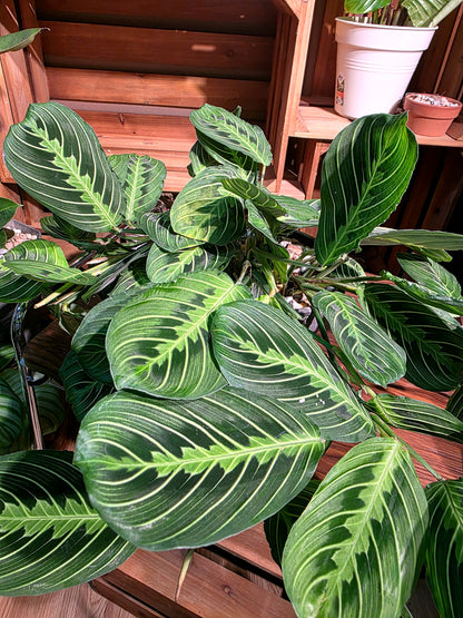 Maranta leuconeura lemon lime 檸檬竹芋