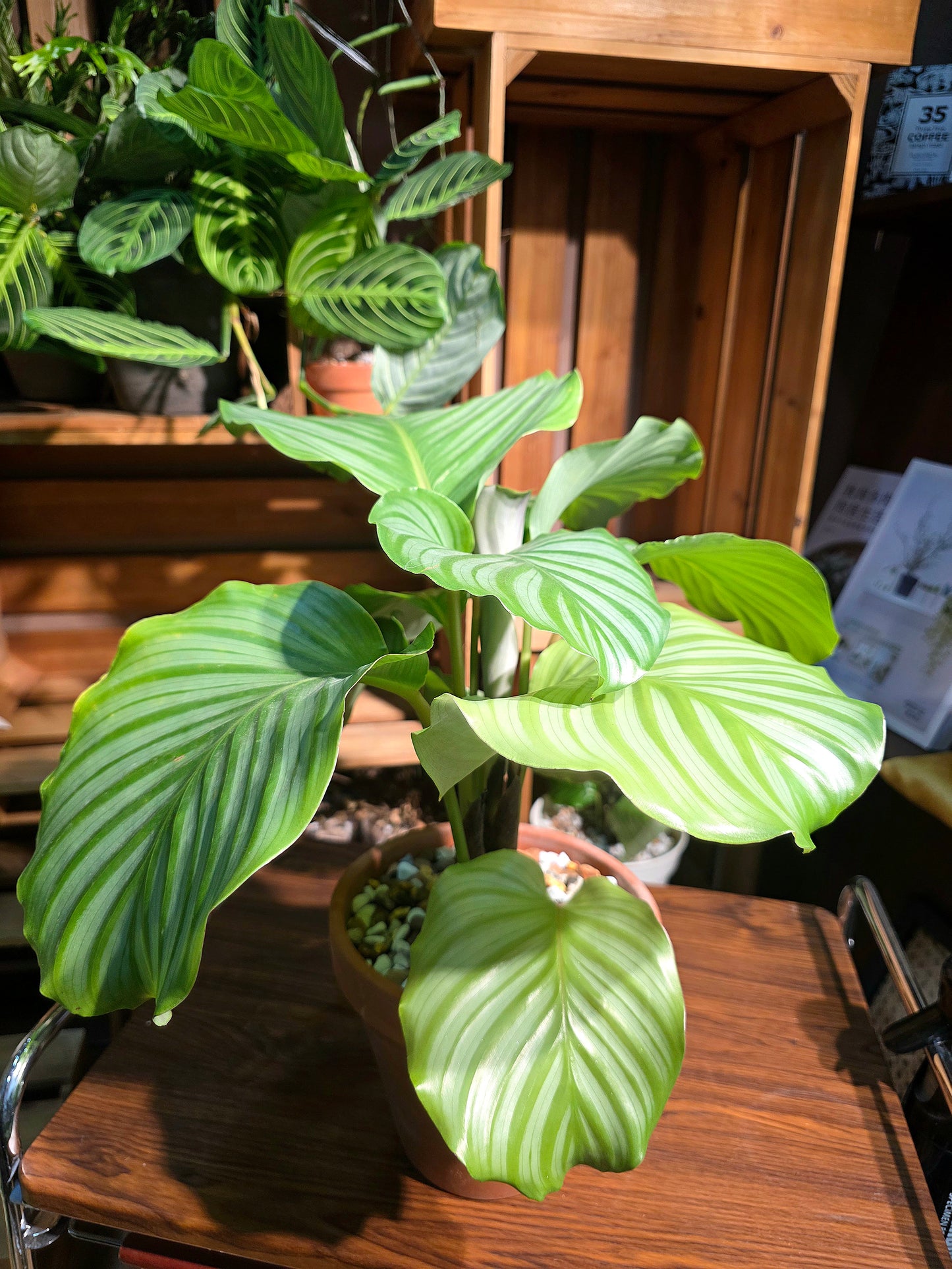 Calathea orbifolia 青蘋果竹芋