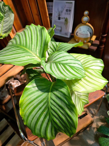 Calathea orbifolia 青蘋果竹芋