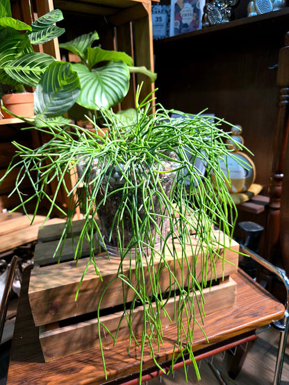 Rhipsalis burchellii 棒葉絲葦