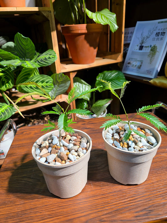 Cojoba arborea 小豆樹