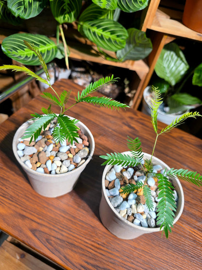 Cojoba arborea 小豆樹