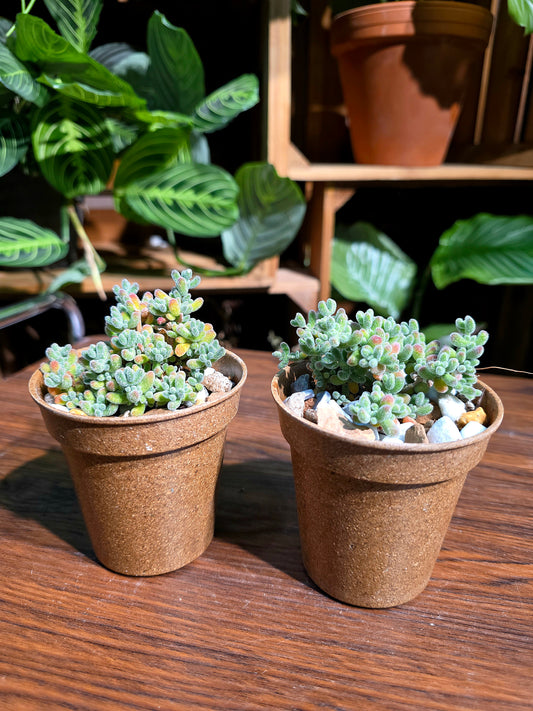 Drosanthemum sp skilpad 冰晶番杏