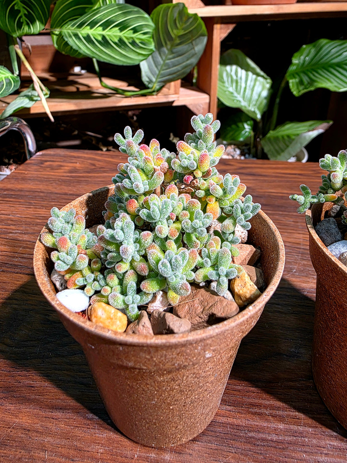 Drosanthemum sp skilpad 冰晶番杏