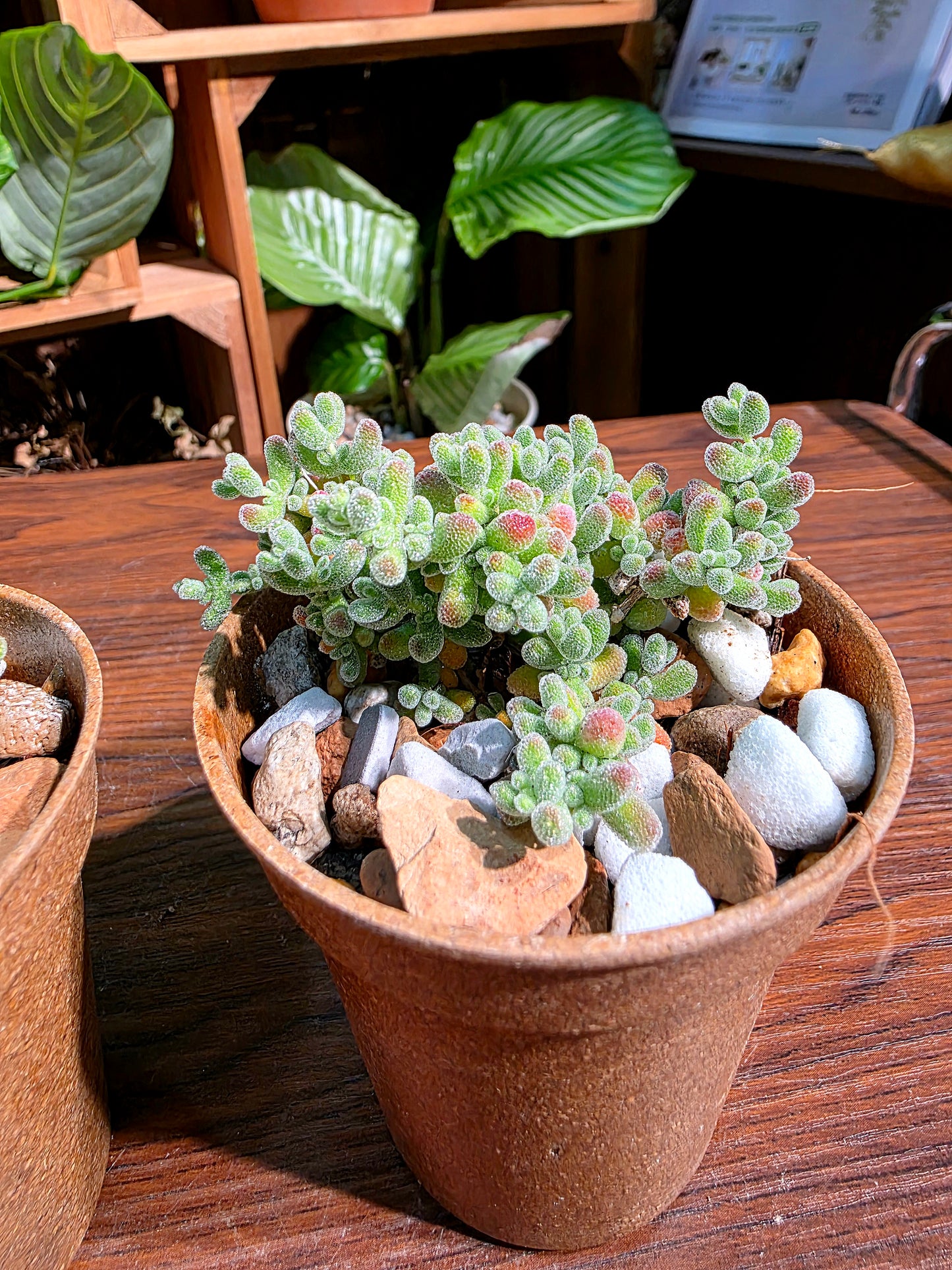 Drosanthemum sp skilpad 冰晶番杏