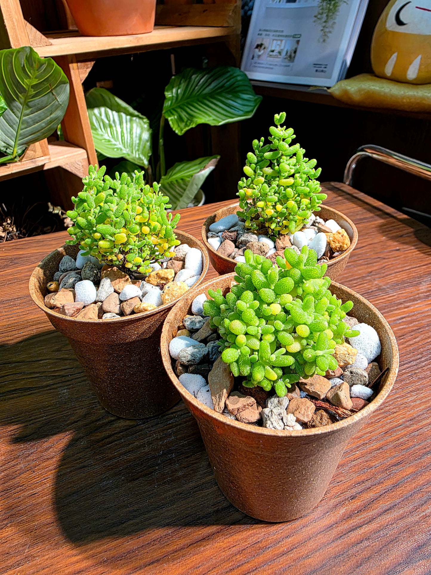 Drosanthemum globosum 金桔番杏