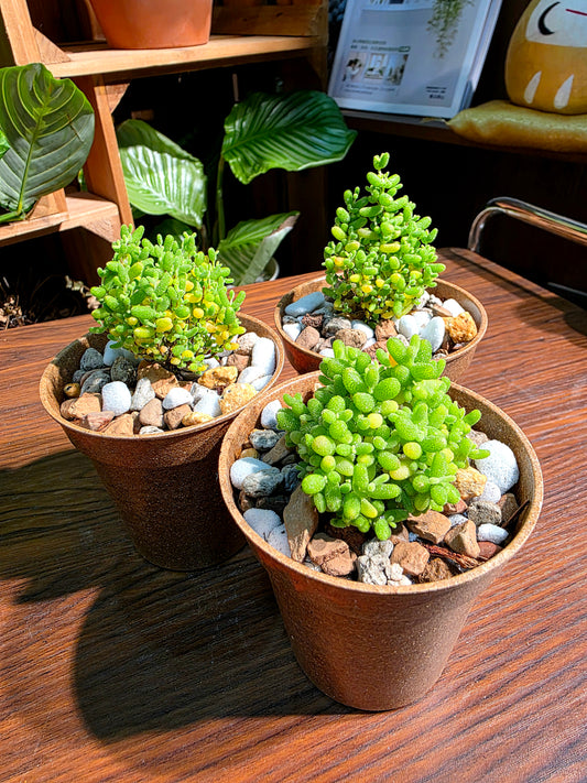 Drosanthemum globosum 金桔番杏