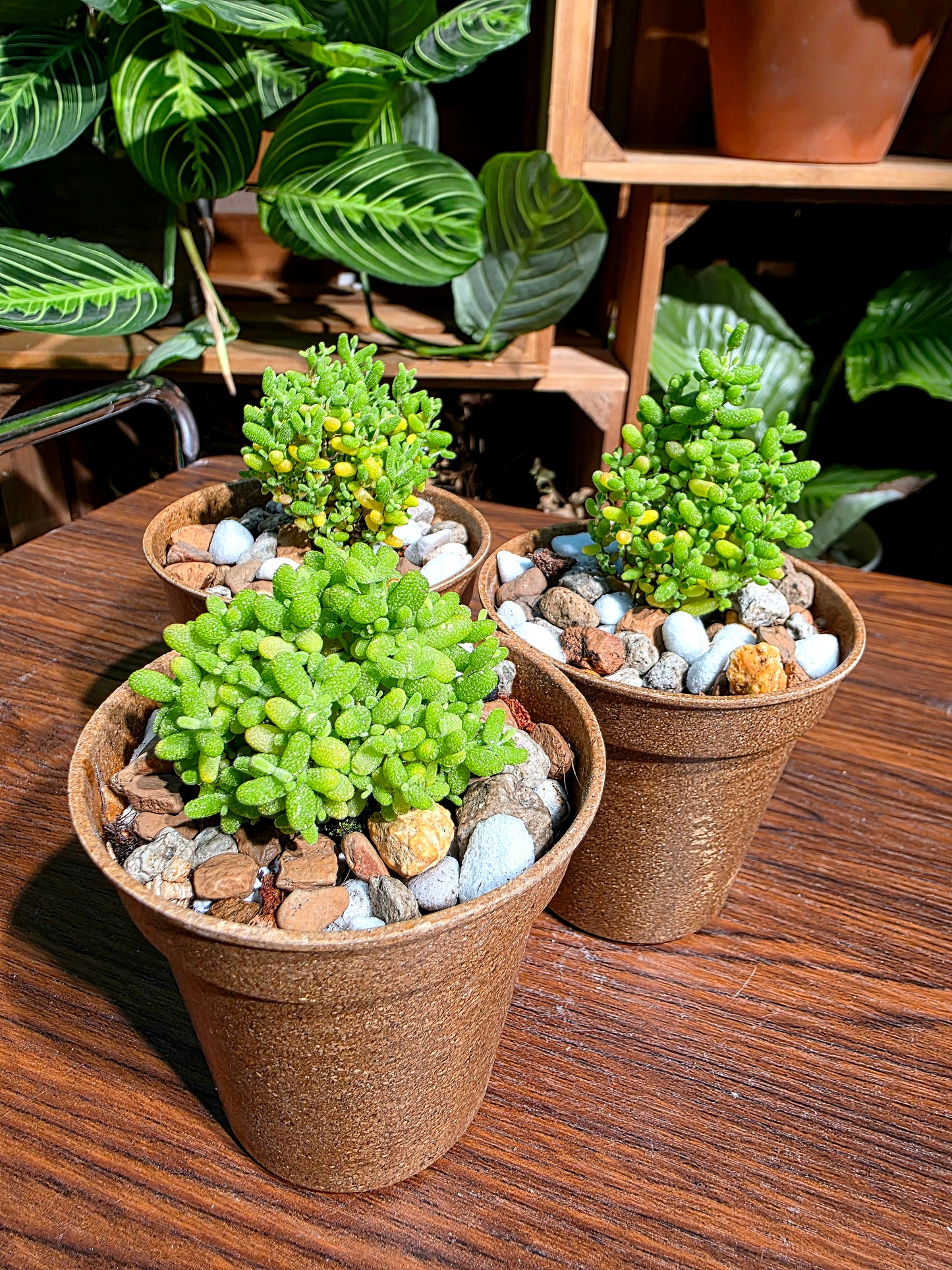 Drosanthemum globosum 金桔番杏