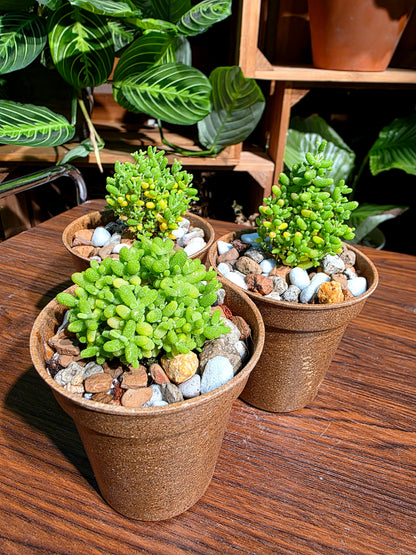 Drosanthemum globosum 金桔番杏