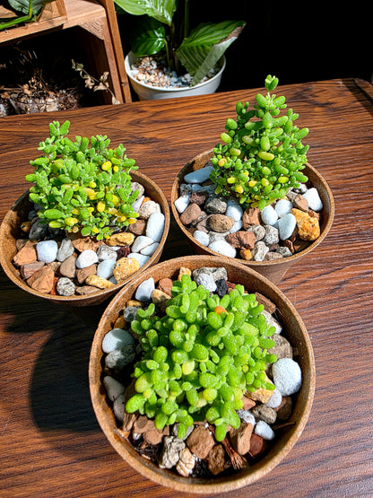 Drosanthemum globosum 金桔番杏