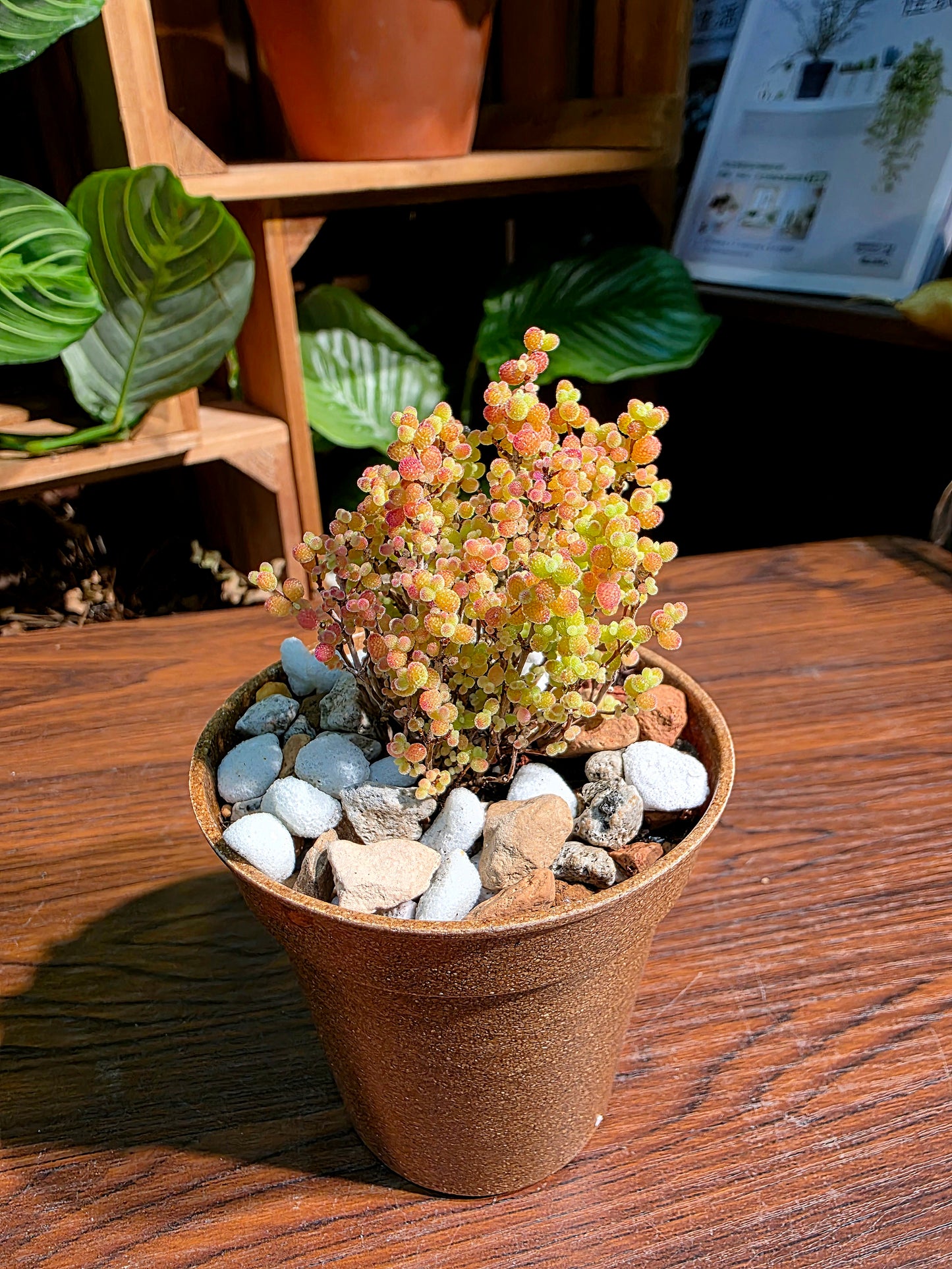 Drosanthemum globosum 金桔番杏