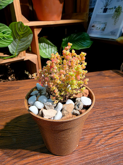 Drosanthemum globosum 金桔番杏