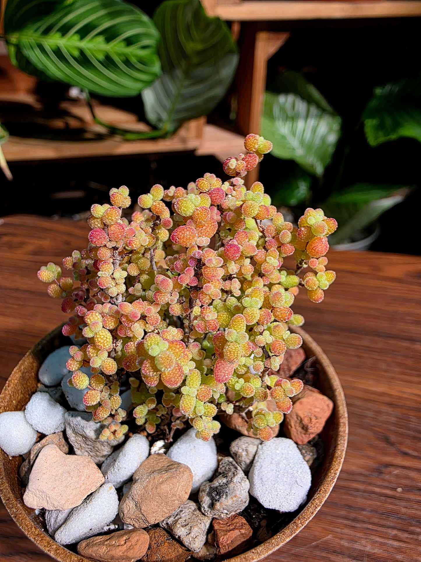 Drosanthemum globosum 金桔番杏