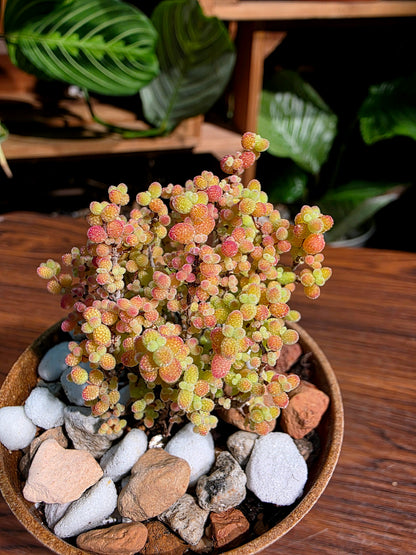 Drosanthemum globosum 金桔番杏