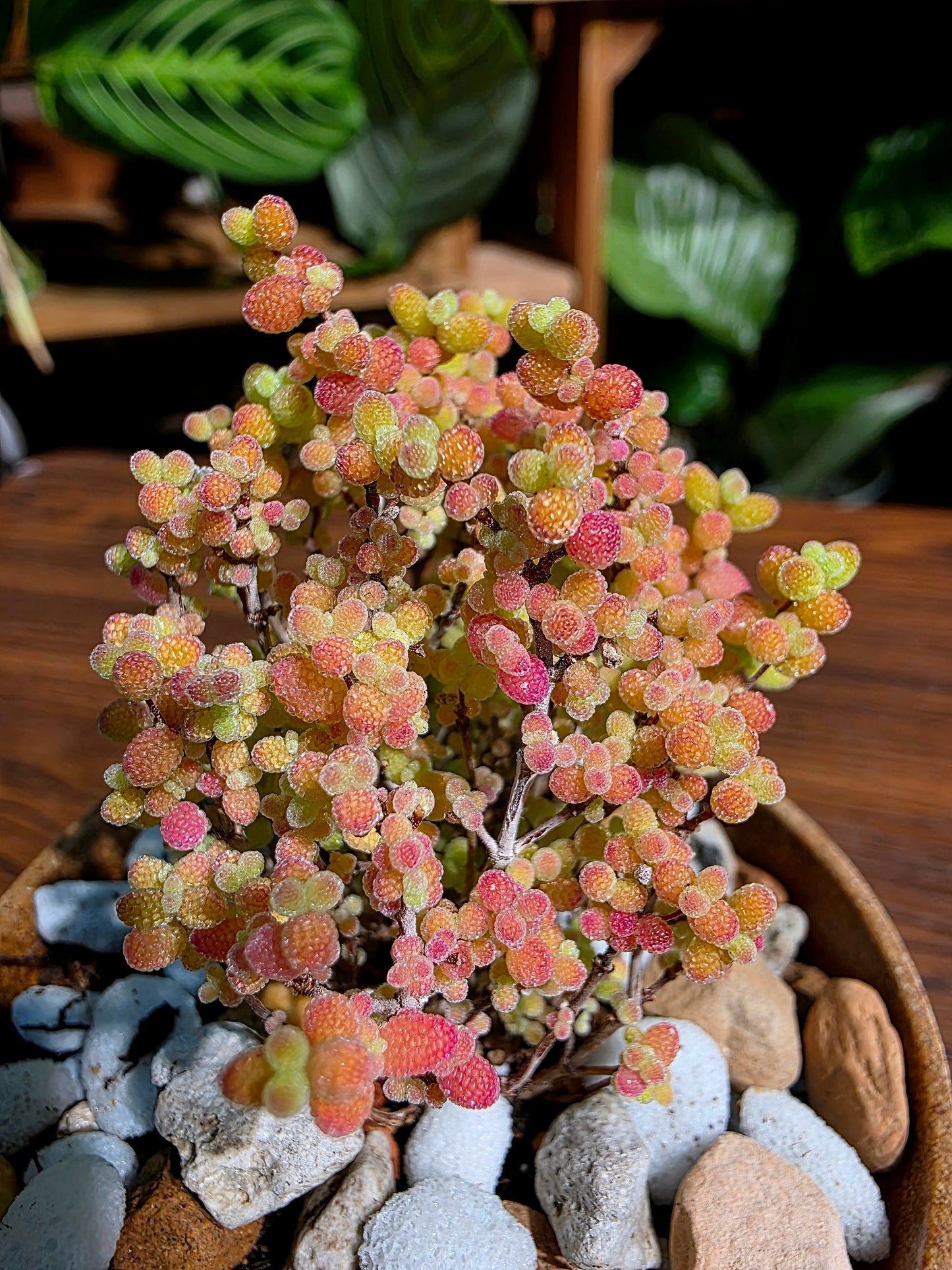 Drosanthemum globosum 金桔番杏