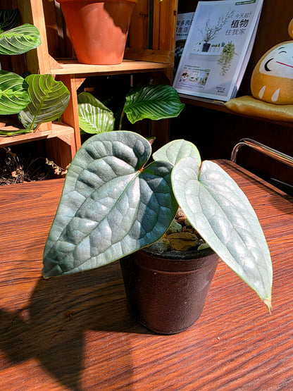 Anthurium luxurians platinum 鉑金奢華花燭